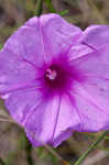 Saltmarsh morning-glory